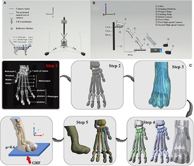 A new method proposed to explore the feline's paw bones of contributing most to landing pattern recognition when landed under different constraints